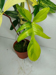 Philodendron Florida Beauty groß