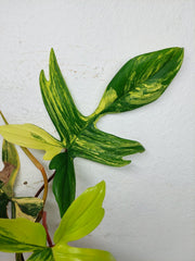Philodendron Florida Beauty groß