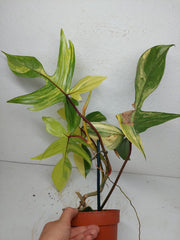 Philodendron Florida Beauty groß