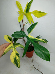 Philodendron Florida Beauty groß