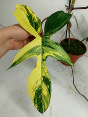Philodendron Florida Beauty groß