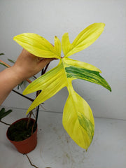 Philodendron Florida Beauty groß