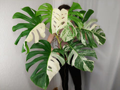 Monstera Variegata Adult