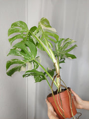 Monstera Variegata Adult