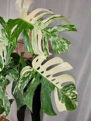 Monstera Variegata Adult