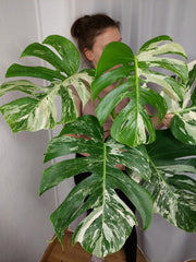 Monstera Variegata Adult