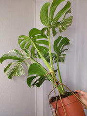 Monstera Variegata Adult