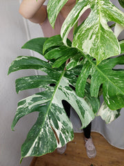 Monstera Variegata Adult