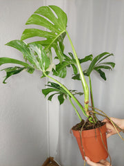 Monstera Variegata Adult