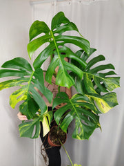 Monstera Aurea Adult