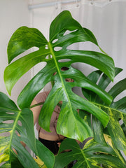 Monstera Aurea Adult