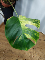 Monstera Aurea Adult