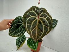 Anthurium Red Crystallinum NSE x Tezula