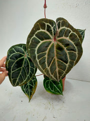 Anthurium Red Crystallinum NSE x Tezula