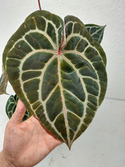 Anthurium Red Crystallinum NSE x Tezula