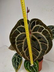 Anthurium Red Crystallinum NSE x Tezula