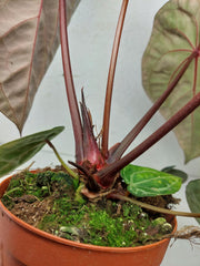 Anthurium Red Crystallinum NSE x Tezula