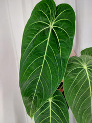 Anthurium Warocqueanum x Waterburyanum