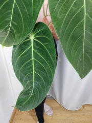 Anthurium Warocqueanum x Waterburyanum