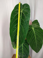 Anthurium Warocqueanum x Waterburyanum