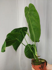 Anthurium Warocqueanum x Waterburyanum