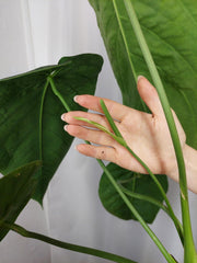 Anthurium Warocqueanum x Waterburyanum