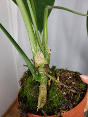 Anthurium Warocqueanum x Waterburyanum