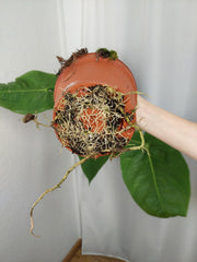 Anthurium Warocqueanum x Waterburyanum