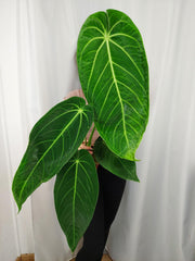 Anthurium Warocqueanum x Waterburyanum