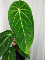 Anthurium Warocqueanum x Waterburyanum