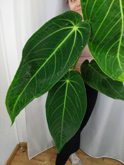 Anthurium Warocqueanum x Waterburyanum