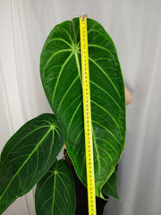 Anthurium Warocqueanum x Waterburyanum