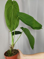 Anthurium Warocqueanum x Waterburyanum