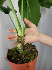 Anthurium Warocqueanum x Waterburyanum