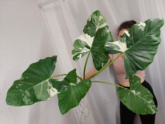 Alocasia Macrorrhiza Variegata groß