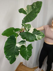 Alocasia Macrorrhiza Variegata groß