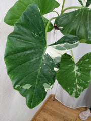 Alocasia Macrorrhiza Variegata groß