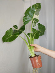 Alocasia Macrorrhiza Variegata groß