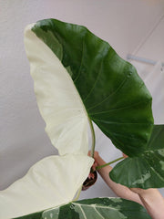 Alocasia Macrorrhiza Variegata groß