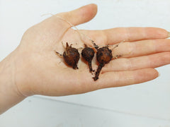 Alocasia Melo (Rhizom / Bulbe)