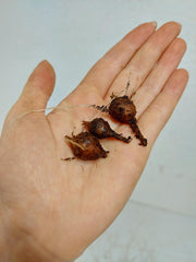 Alocasia Melo (Rhizom / Bulbe)