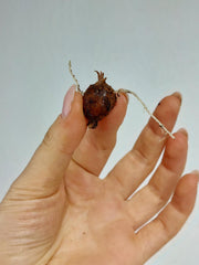 Alocasia Melo (Rhizom / Bulbe)