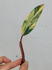 Philodendron Strawberry Shake Steckling