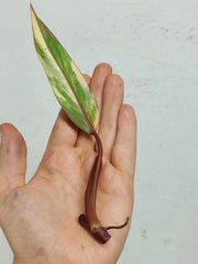 Philodendron Strawberry Shake Steckling