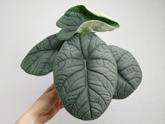 Alocasia Melo
