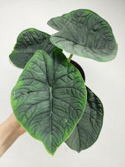 Alocasia Melo