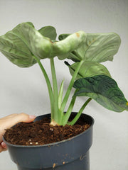 Alocasia Melo