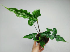 Alocasia Teletubbies