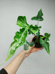 Alocasia Teletubbies