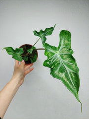 Alocasia Teletubbies